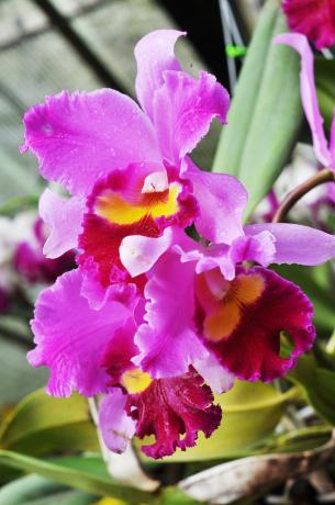 Και αυτό εξακολουθεί να είναι ένα από τα υπέροχα Orchid μου - Cattleya. Έκανα φίλους μαζί της πρόσφατα.