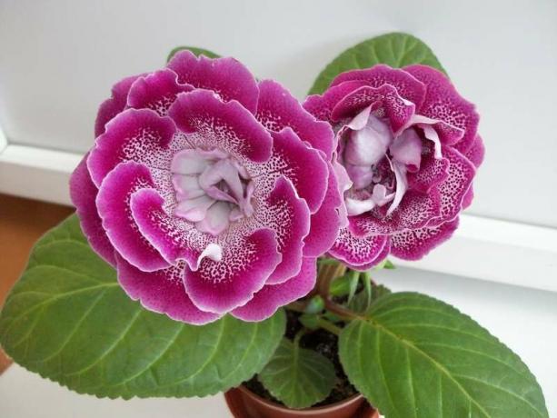 Ανθίζει βαθμό Gloxinia AO Ροζ Extravaganza. Φωτογραφίες από το φόρουμ 