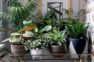 6 κομψό και πρωτότυπο τρόπο για να διακοσμήσετε τα φυτά του σπιτιού σας