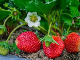 5 απλοί κανόνες για τη φροντίδα για τις φράουλες στον κήπο τον Ιούλιο και τον Αύγουστο στο επόμενο έτος ήταν μια μεγάλη συγκομιδή
