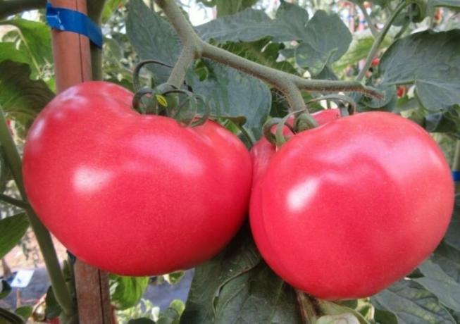 Στη φωτογραφία: ντομάτα ποικιλίες «Malinka»