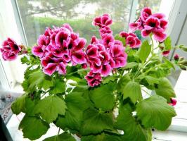 Δεν ανθίζει Pelargonium Royal; Διόρθωση του κοινού κατάσταση