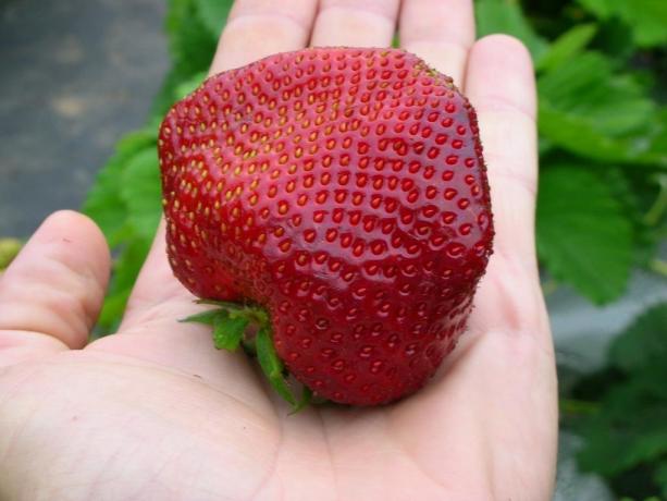 Μεγάλο και γευστικό φράουλες - το αποτέλεσμα της κατάλληλης φροντίδας! (