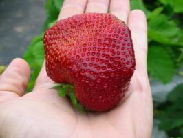 Το δεύτερο μισό του καλοκαιριού - η ώρα να φυτό και αναδάσωσης φράουλες για μια πλούσια συγκομιδή