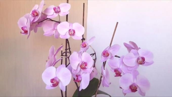 Χλωμό ροζ Phalaenopsis με βατόμουρο μάτι