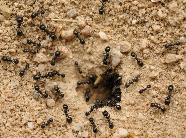Πώς θα απαλλαγούμε από τα μυρμήγκια χρησιμοποιούν σόδα | Κηπουρική και Φυτοκομία