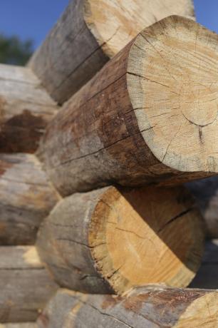 Σομφόξυλο - ένα εξωτερικό στρώμα του ξύλου, το οποίο βρίσκεται ακριβώς κάτω από το φλοιό.