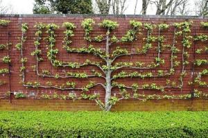 Hedge μήλο δέντρα μεγαλώνουν: τις αρχικές φράκτες με τα χέρια τους