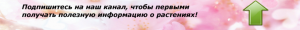 Ραπανάκι θα negorkim, αλλά ζουμερά. 2 καλλιέργεια έκκριση