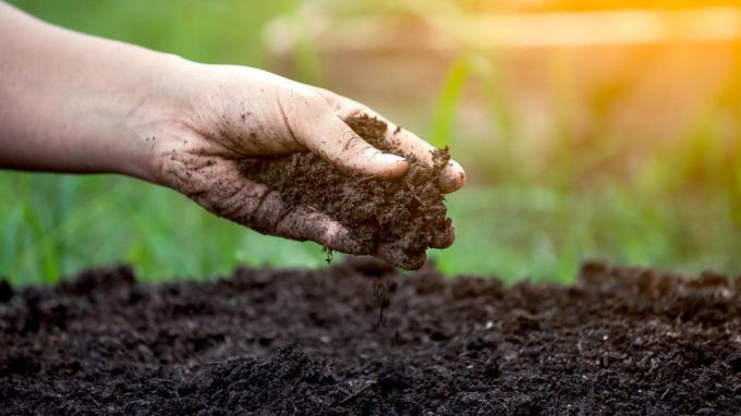 Ο ευκολότερος τρόπος για να προσδιοριστεί η οξύτητα του εδάφους | Κηπουρική και Φυτοκομία