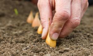Μερικές συμβουλές απλό για εκείνους που πρόκειται να φυτέψουν τα κρεμμύδια
