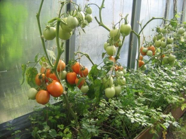 Η ωρίμανση ντομάτες στο θερμοκήπιο μπορεί να επιταχυνθεί! (Mojateplica.ru)