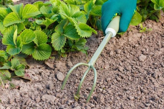 Να είστε βέβαιος ότι το έδαφος proryhlit πριν προστατευτικό στρώμα | Κηπουρική και Φυτοκομία