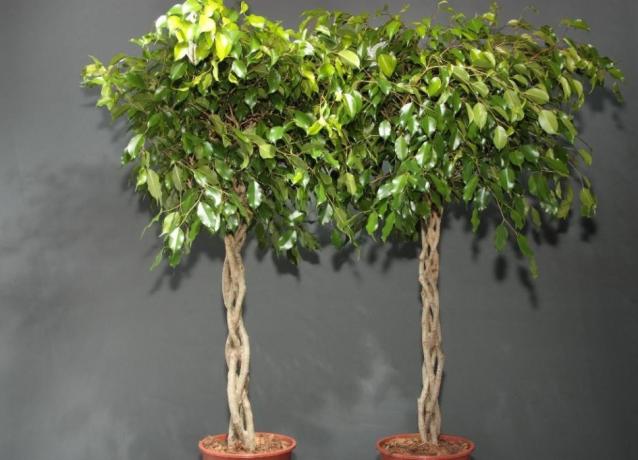 Βαρέλι Ficus σχηματίζονται σπειροειδή ή πλεξίδα