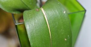 Ρωγμές και κηλίδες στα φύλλα της ορχιδέας: τι πρέπει να κάνετε
