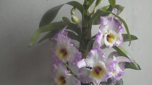 Πώς να κάνει όμορφη ανθοφορία Dendrobium στο σπίτι