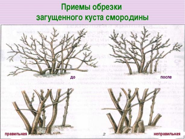 Μειώστε τα παλιά κλαδιά από τη ρίζα! ( https://fs00.infourok.ru/images/doc/141/163702/img17.jpg)