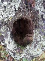 Τρύπα στα οπωροφόρα δέντρα. Τι μπορεί να καταλήξει ως θεραπεία