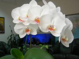 Phalaenopsis θα ανθίσει θαυμάσια: ένα δοχείο και το έδαφος