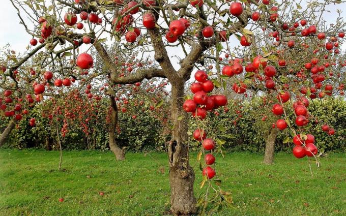 μηλιές - πραγματική αιωνόβιων!
