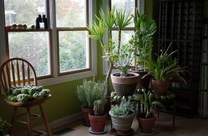 5 τροπικά φυτά σπίτι που απαιτούν ελάχιστη ή καθόλου συντήρηση