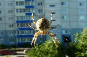 Γιατί δεν μπορεί να αγγίξει τις αράχνες που ζουν στο σπίτι σας.