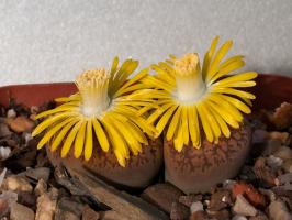 Lithops: πέτρες ή φυτά;