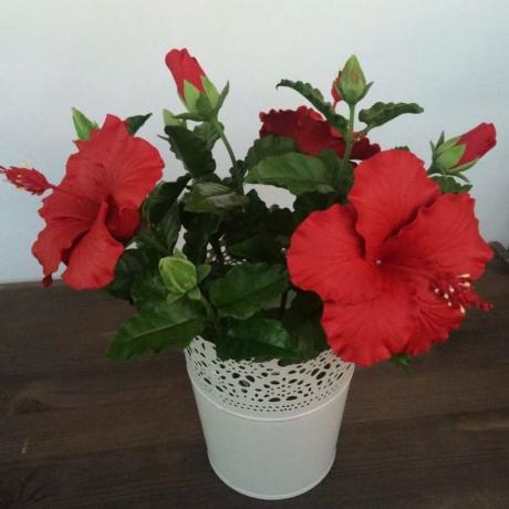 Εμείς Hibiscus ανθίζουν ακόμα νέος, πρόσφατα έρριζα μοσχεύματα. Με τη σωστή προσέγγιση για τη φροντίδα, φυσικά,