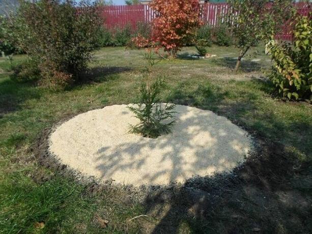 Αυτό είναι το πώς μπορείτε να zamulchirovat φυτευτεί δέντρο ή θάμνος με πριονίδι