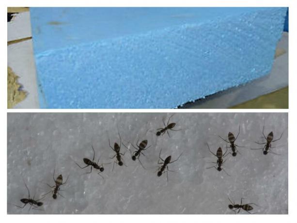 Τα μυρμήγκια, όπως τα τρωκτικά, δεν περιφρόνηση αφρό