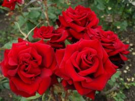 5 Βήματα προσεκτική προετοιμασία των τριαντάφυλλων στον κήπο για το χειμώνα τον παγετό και τον Αύγουστο