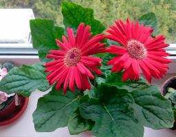 5 καλύτερα φυτά εσωτερικού χώρου για ένα ηλιόλουστο παράθυρο χωρίς τις ιδιοτροπίες