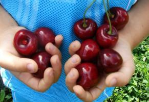 Cherry - οι πιο μεγαλόκαρπων και κρύο-ανθεκτικών ποικιλιών.