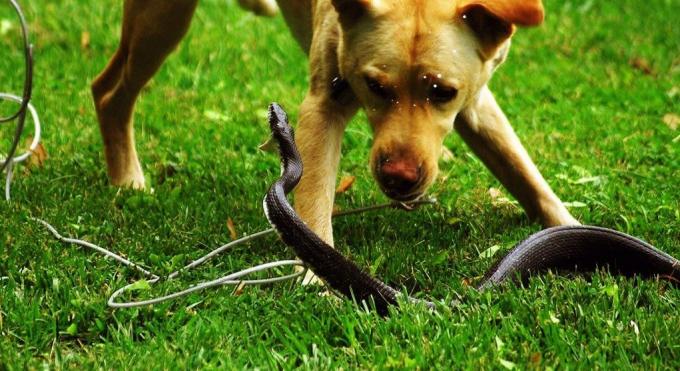 Ορισμένες φυλές σκύλων δεν φοβούνται να εισέλθουν σε μια μάχη με ένα φίδι