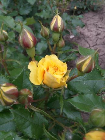 Το αγαπημένο μου κίτρινο τριαντάφυλλο στον κήπο χρειάζεται καταφύγιο