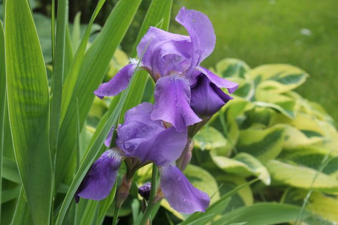 Iris φαίνεται καλό σε ένα σόλο προσγείωση, και σε συνδυασμό με άλλα ετήσια και πολυετή λουλούδια. Αλλά φαίνεται καλύτερα στην «ομάδα». Φωτογραφία από τον συγγραφέα (s)