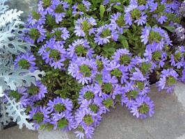 Παράξενη ετήσιο ζιζάνιο με ένα λουλούδι-ανεμιστήρα: εκπλήσσει και κοσμεί τον κήπο από Μάιο έως Σεπτέμβριο