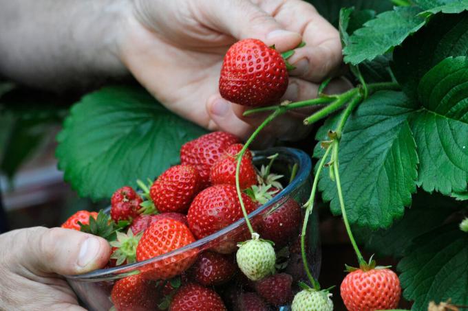 «Πεινασμένοι» φράουλες δεν δίνουν άφθονες καλλιέργειες