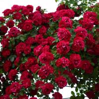Φύτευση αναρρίχηση τριαντάφυλλα στον κήπο δημιουργούν ομορφιά