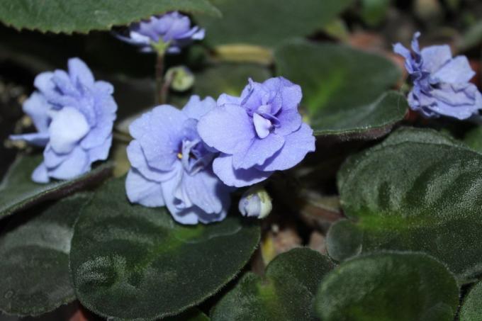 Βιολέτες (Saintpaulia uzambarskie) - όμορφη και λεπτή λουλούδια της οικογένειας Gesneriaceae