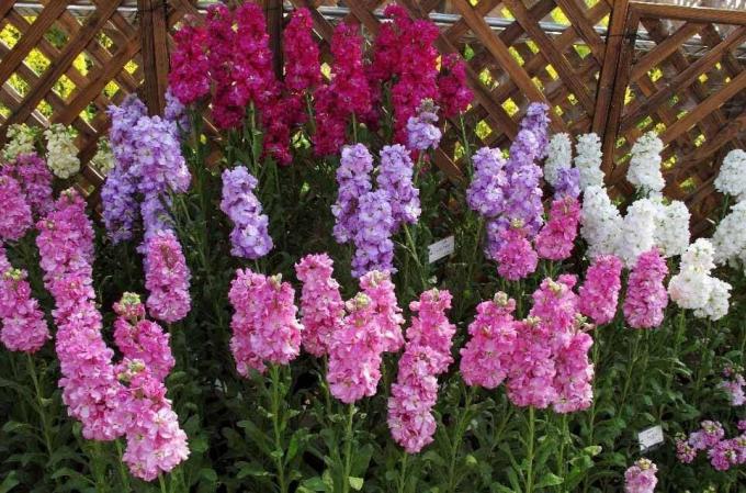 Προβολή: http://alena-flowers.ru. Levkoy γκρι terry. Άλλα είδη με λιγότερο όμορφη άνθη ονομάζεται «άγρια ​​ορχιδέα» για το φωτεινό μυρωδιά μετά το ηλιοβασίλεμα
