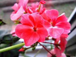 6 όμορφα και ανθεκτικά πολυετή λουλούδια (μέρος 2)