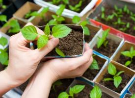 Πώς σωστά για να φυτευτούν δενδρύλλια πιπεριές σε ένα θερμοκήπιο ή ένα κρεβάτι