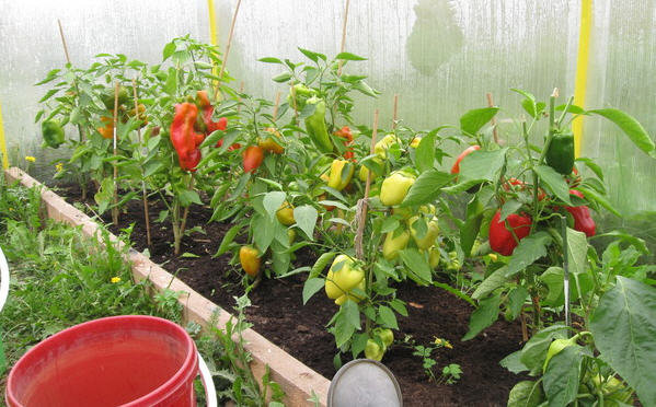 Καλλιέργεια πιπεριές σε θερμοκήπιο. Φωτογραφίες από green-color.ru