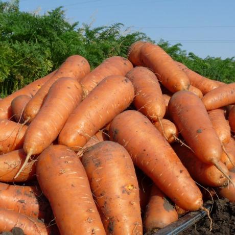 Κλείστε την καλλιέργεια των καρότων. Οι φωτογραφίες του άρθρου προέρχονται από ανοικτές πηγές