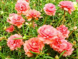 Απροσδόκητο καλό για τεμπέληδες το καλοκαίρι κάτοικος: φωτεινά λουλούδια όλο το καλοκαίρι χωρίς πότισμα (και κυριολεκτικά)