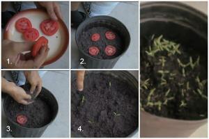 Φύτευση ντομάτες για το χειμώνα - για την εξαιρετική άνοιξη δενδρύλλιο