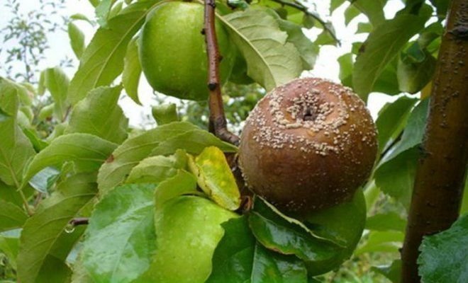 Φρούτα σαπίζουν στο μήλο (εικονογραφήσεις για ένα άρθρο που λαμβάνονται από Yandex. φωτογραφίες)