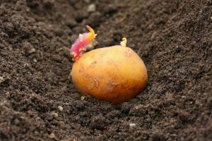 Η μάχη για τη συγκομιδή: πώς να φυτέψει πατάτες