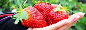 Θα αυξηθούν οι φράουλες σε ένα δοχείο: η γαλλική προσέγγιση